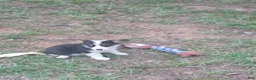 Welsh Corgi Pembroke dogs for sale: Teal Female - Ad 2