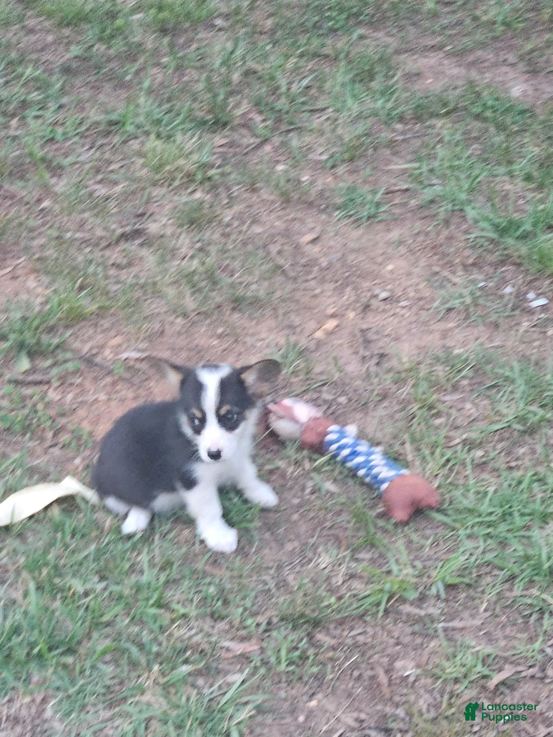 Welsh Corgi Pembroke dogs for sale: Teal Female - Ad 2