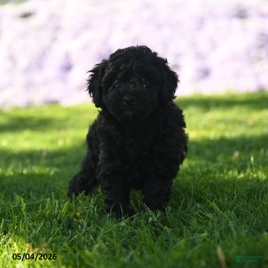 Mini Aussiedoodle dogs Kumin - Ad 1