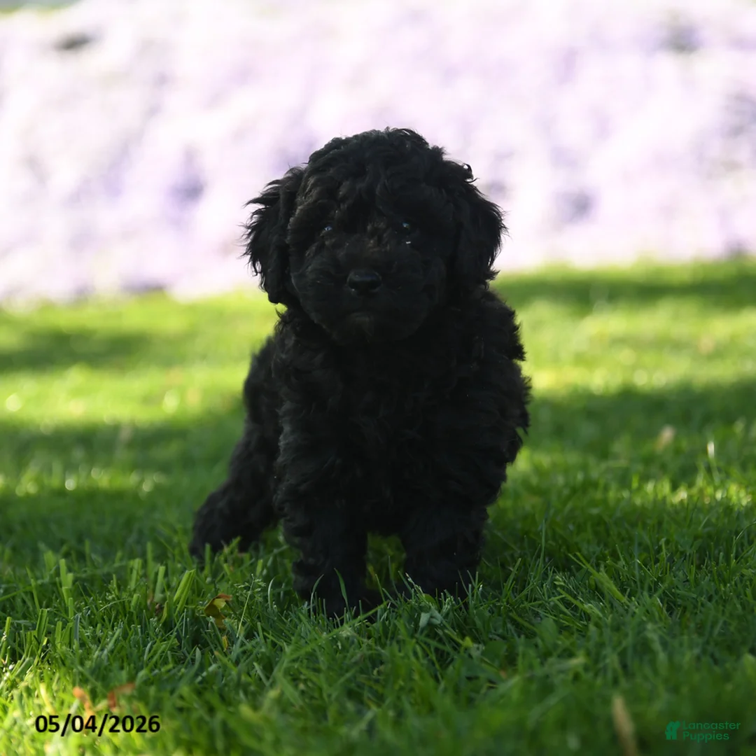 Mini Aussiedoodle dogs for sale: Kumin - Ad 1