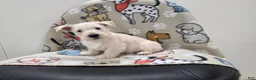Scottish Terrier dogs for sale: Vivian - Ad 10