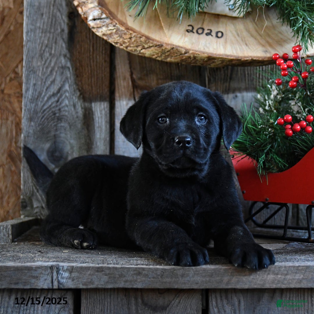 Labrador Retriever dogs for sale: Rain - Ad 2