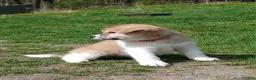 Akita dogs for sale: Rowan - Ad 5