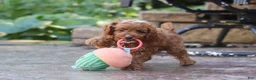 Cavapoo dogs for sale: Justin - Ad 12