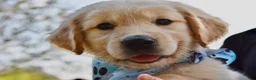 Golden Retriever dogs for sale: Pink Girl 4 - Ad 6