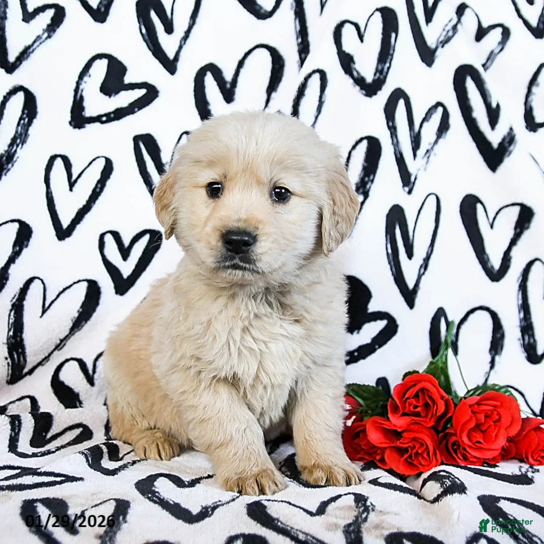 Golden Retriever dogs for sale: Lux - Ad 3