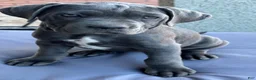 Cane Corso dogs for sale: Cane Corso 8 - Ad 2