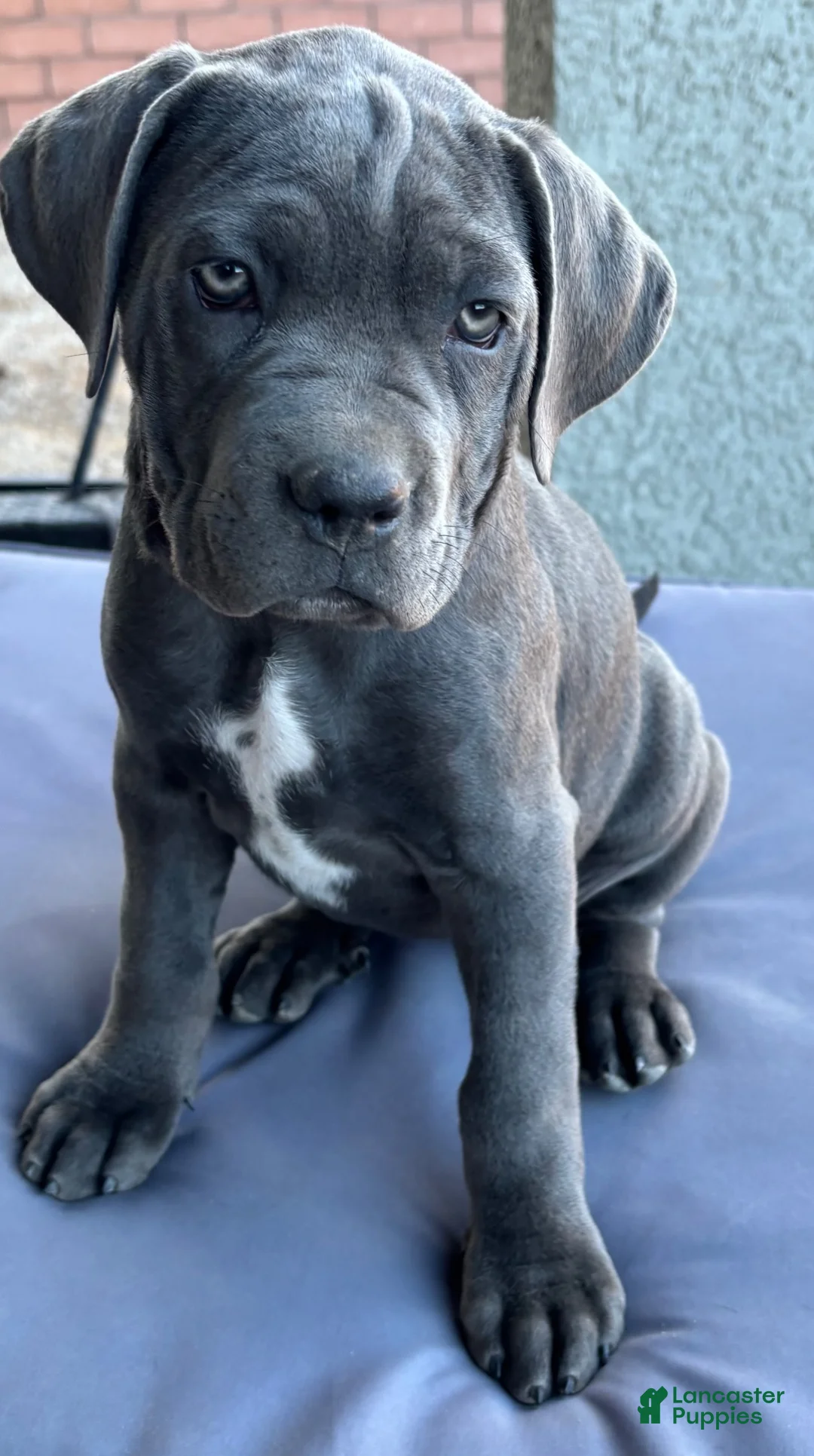Cane Corso dogs for sale: Cane Corso 8 - Ad 2