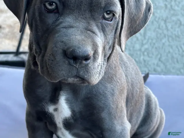Cane Corso dogs for sale: Cane Corso 8 - Ad 2