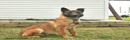 Belgian Malinois dogs for sale: Pablo  - Ad 2