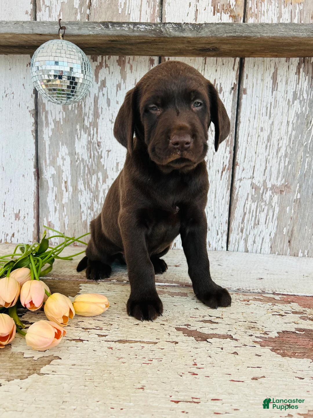 Labrador Retriever dogs for sale: Duke - Ad 7