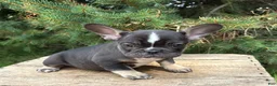 French Bulldog dogs for sale: Kitkat - Ad 2