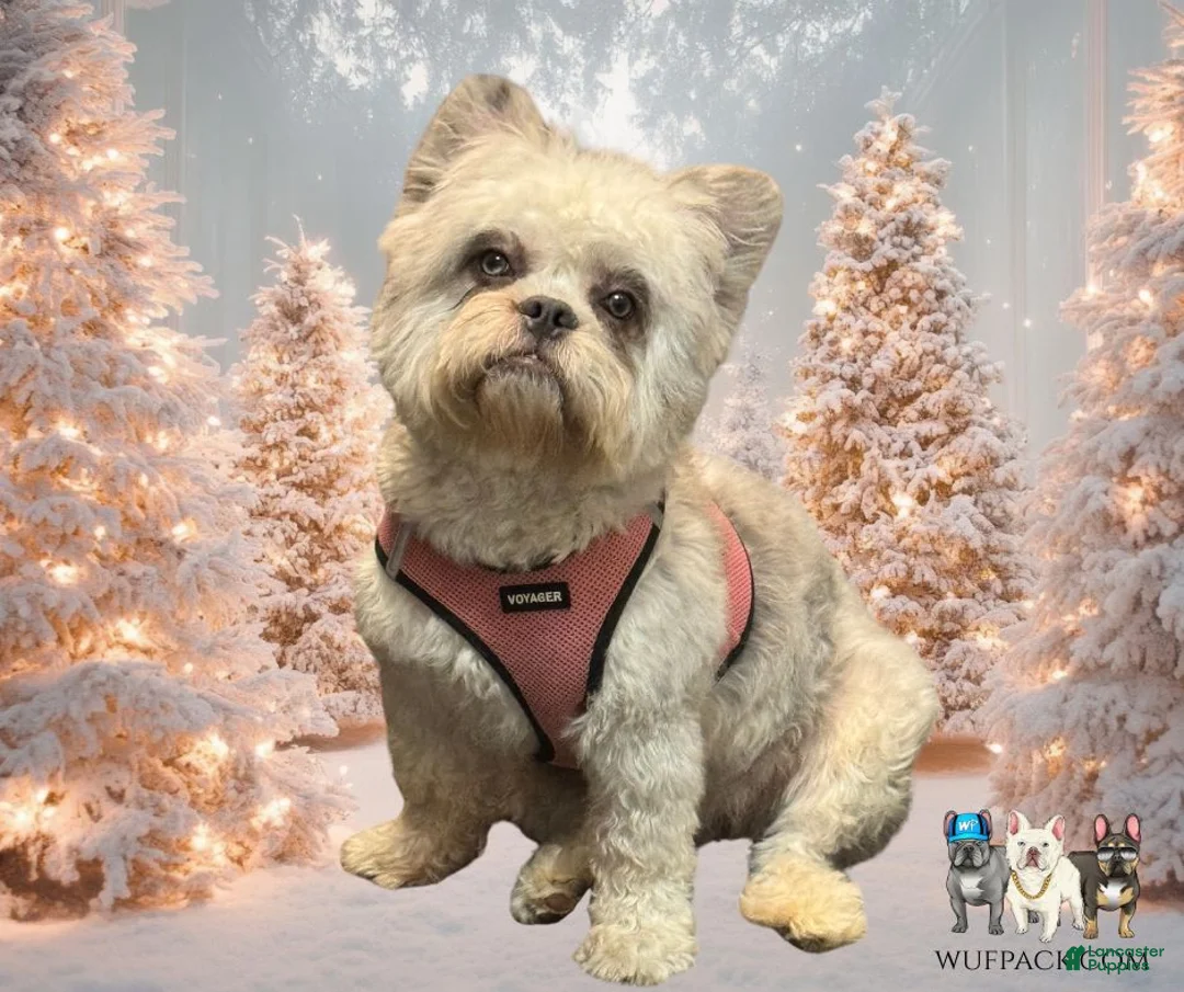 French Bulldog dogs for sale: Chrissy - Ad 2