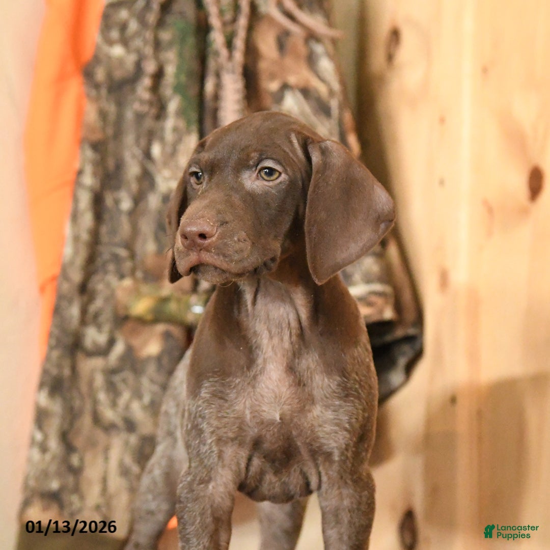 German Shorthaired Pointer dogs for sale: Hope - Ad 2