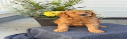 Goldendoodle dogs for sale: Turner - Ad 8