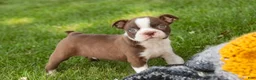 Boston Terrier dogs for sale: Brady Boston Terrier  - Ad 7