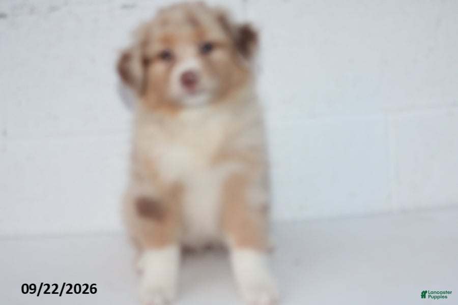 Australian Shepherd dogs Belle - Ad 1