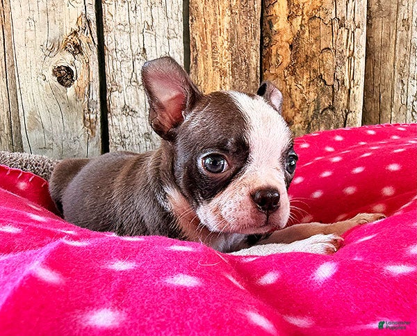 Boston Terrier dogs Ancho - Ad 1