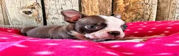 Boston Terrier dogs for sale: Ancho - Ad 1