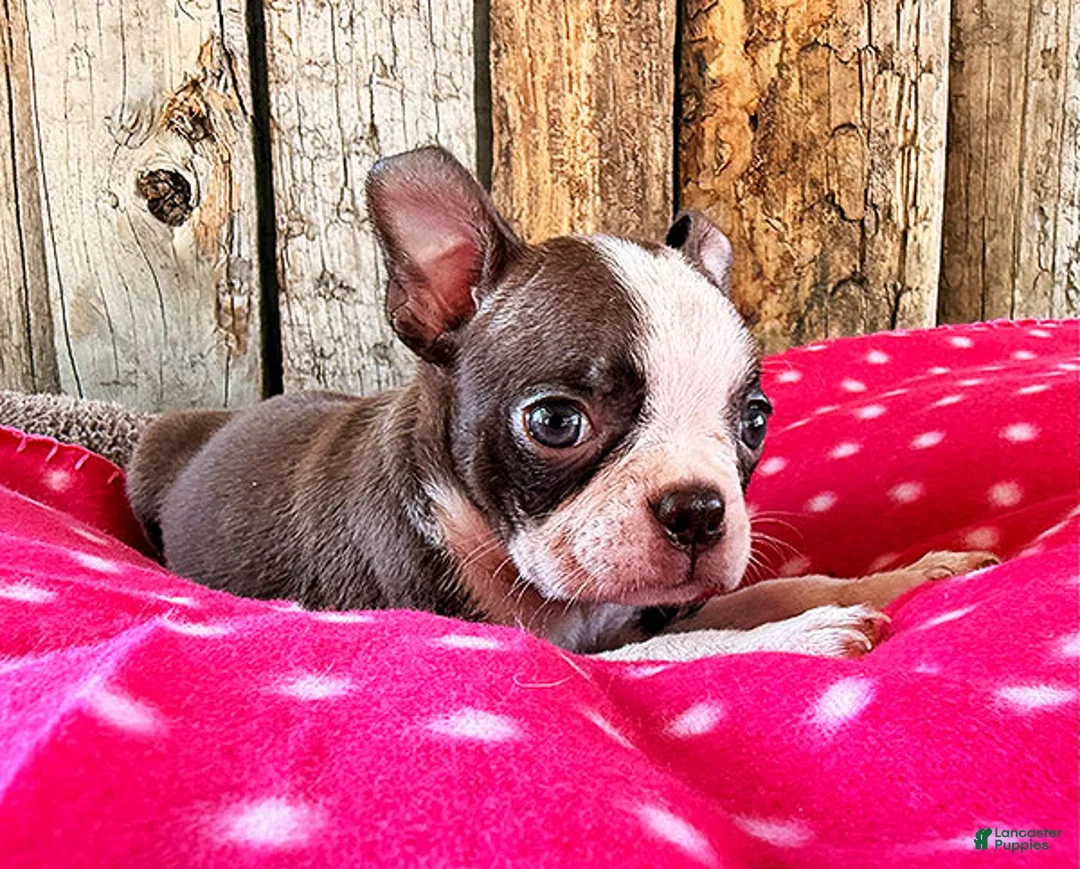 Boston Terrier dogs for sale: Ancho - Ad 1