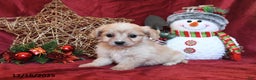 Cavachon dogs for sale: Clifford - Ad 1