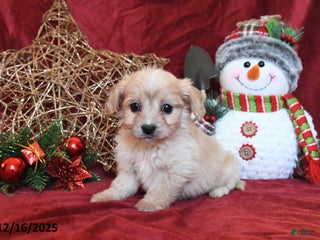Cavachon dogs Clifford - Ad 1