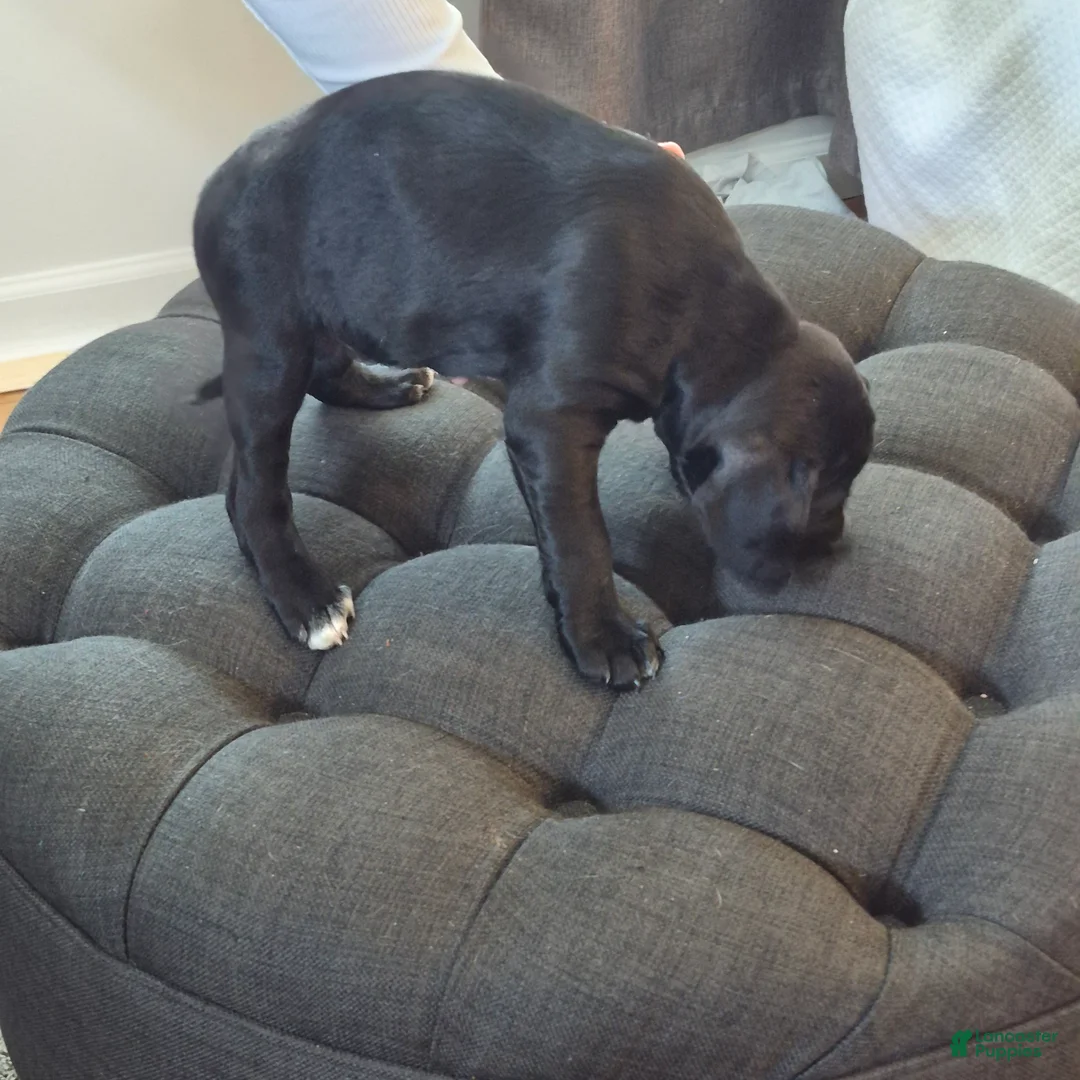 Mixed Breed dogs for sale: Mia - Ad 3