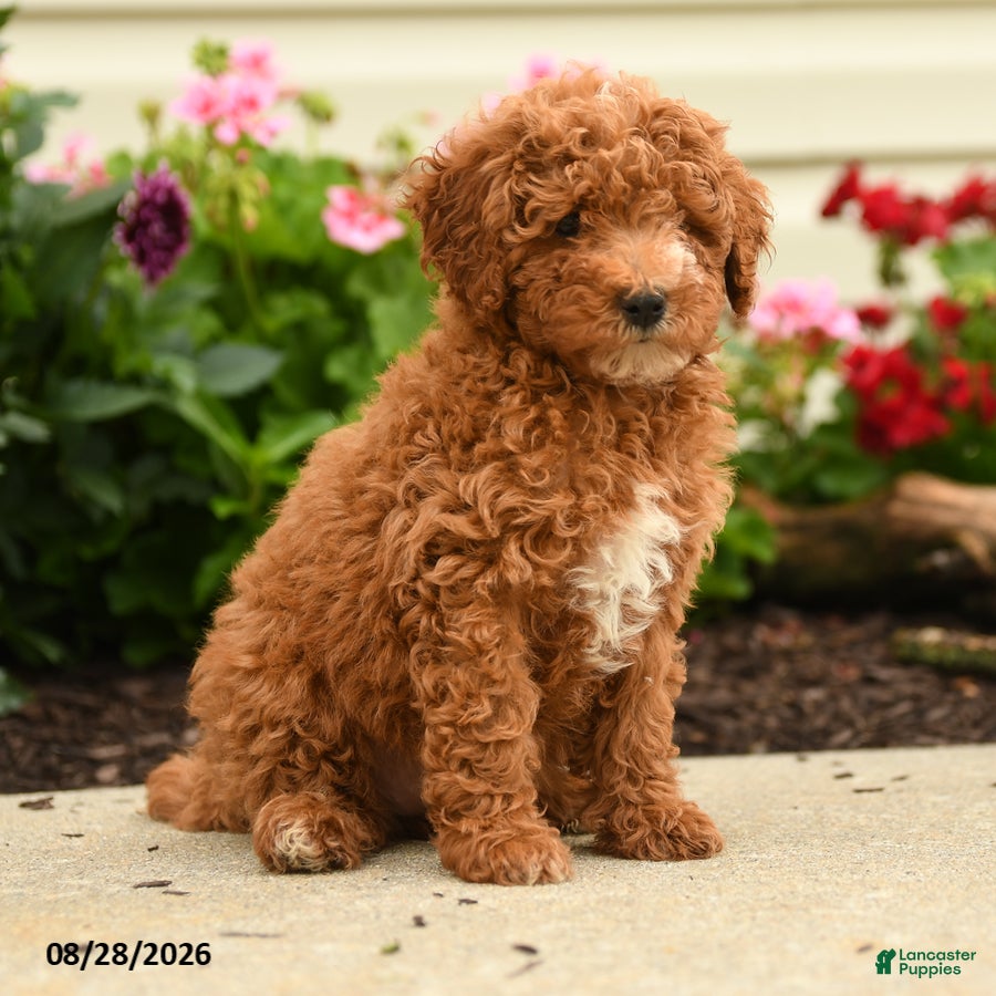 Miniature Poodle dogs Rain - Ad 2