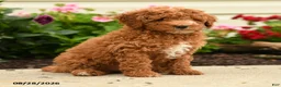 Miniature Poodle dogs for sale: Rain - Ad 2