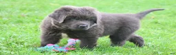 Newfoundland dogs for sale: Montoya - Ad 6
