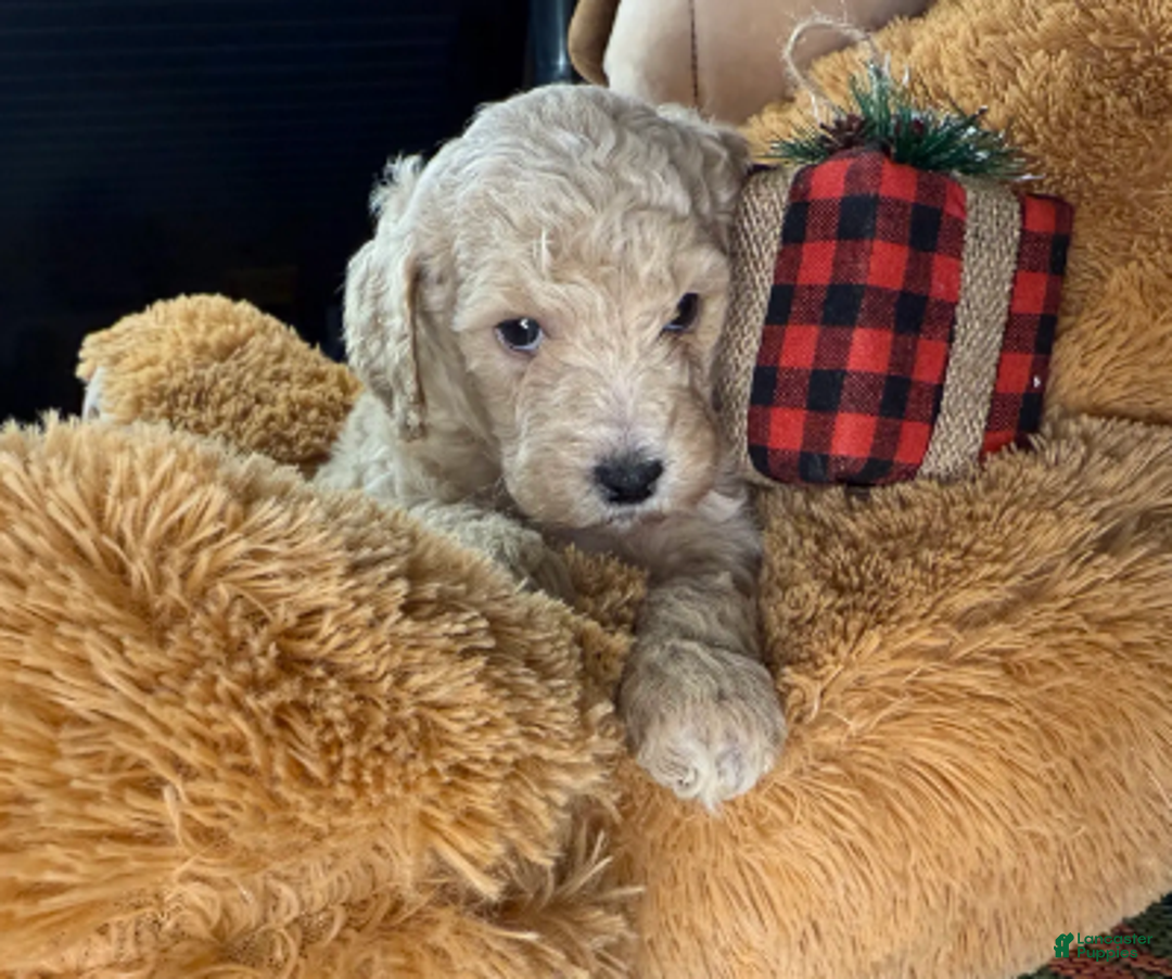 Miniature Poodle dogs for sale: Ella - Ad 1
