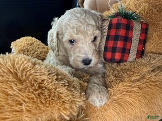 Miniature Poodle dogs Ella - Ad 24
