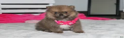 Pomeranian dogs for sale: Zara - Ad 16