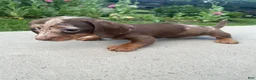 Miniature Dachshund dogs for sale: Honey - Ad 4
