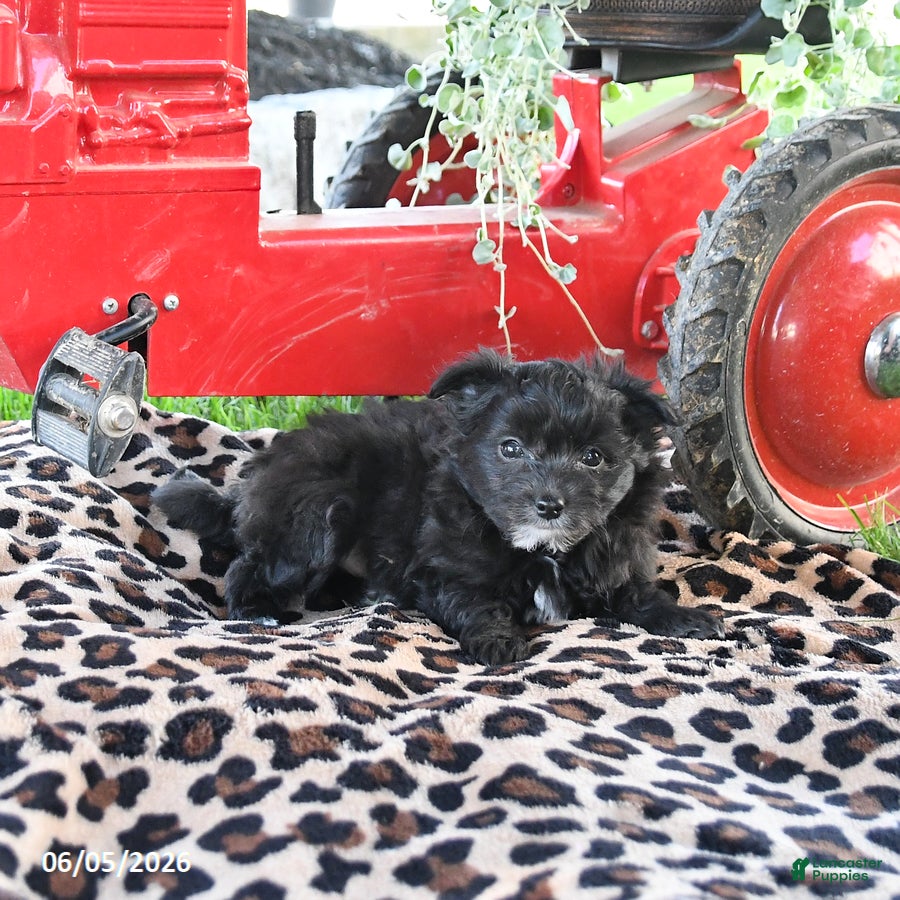 Pomapoo dogs Pebbles - Ad 2