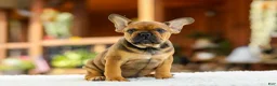 French Bulldog dogs for sale: Otto – Fawn Brindle - Ad 7