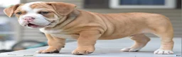 Mixed Breed dogs for sale: Hercules Bulldog hybrid  - Ad 54