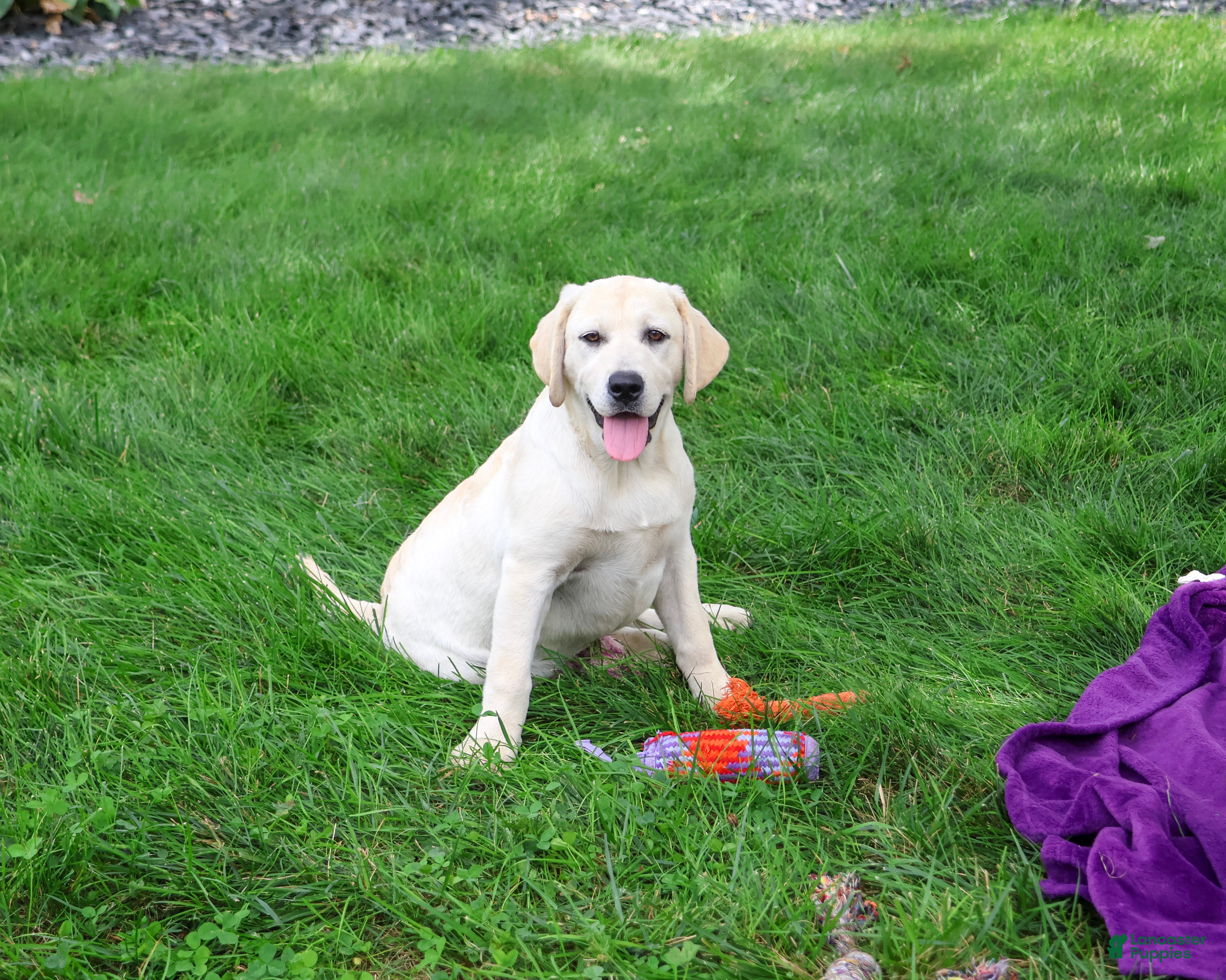 Labrador Retriever dogs Tinkerbell - Ad 2