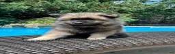 Keeshond dogs for sale: Milo - Ad 3