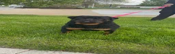 Rottweiler dogs for sale: Rottweiler Puppy 3 - Ad 8