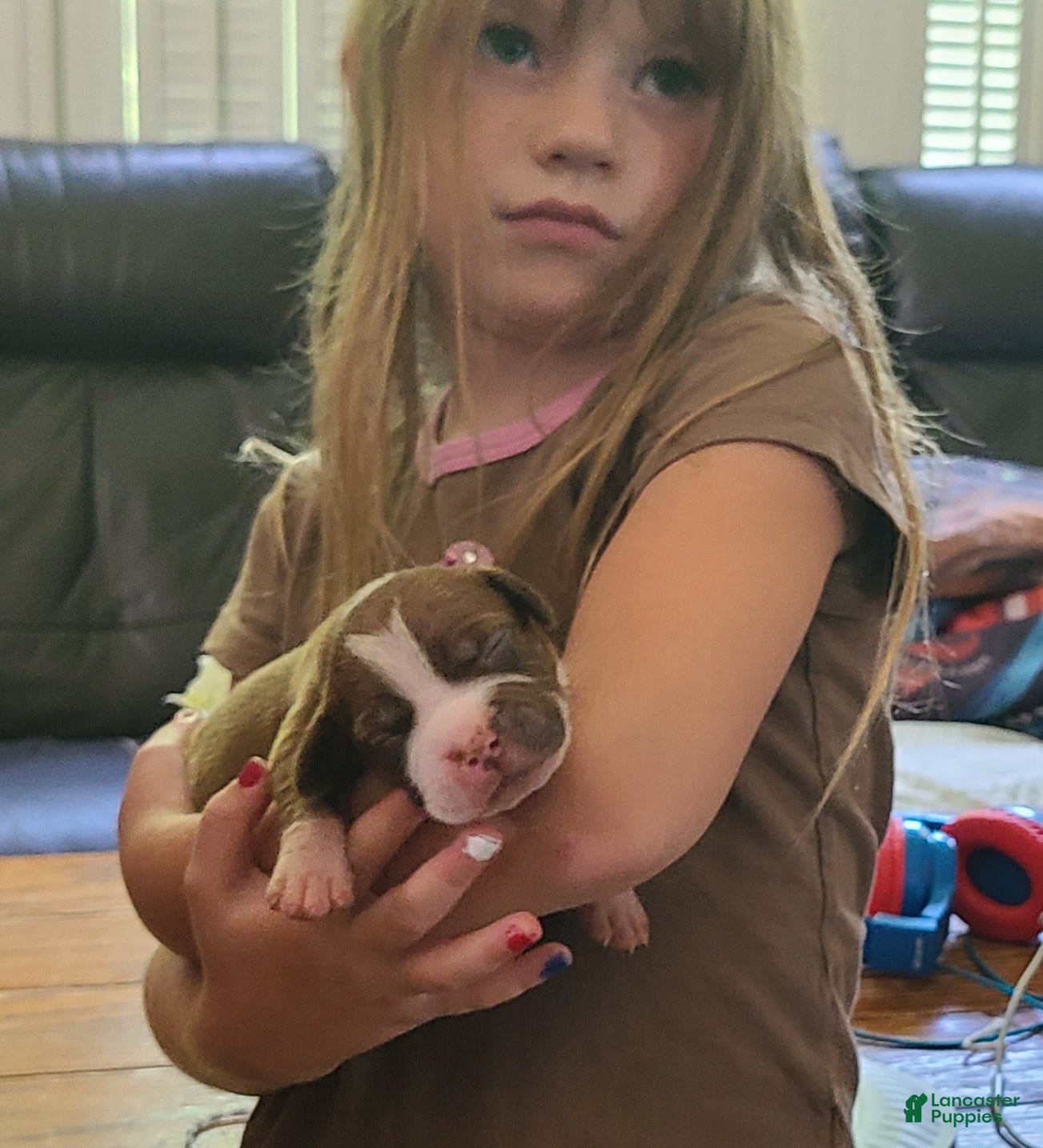 American Bully dogs Edward - Ad 1