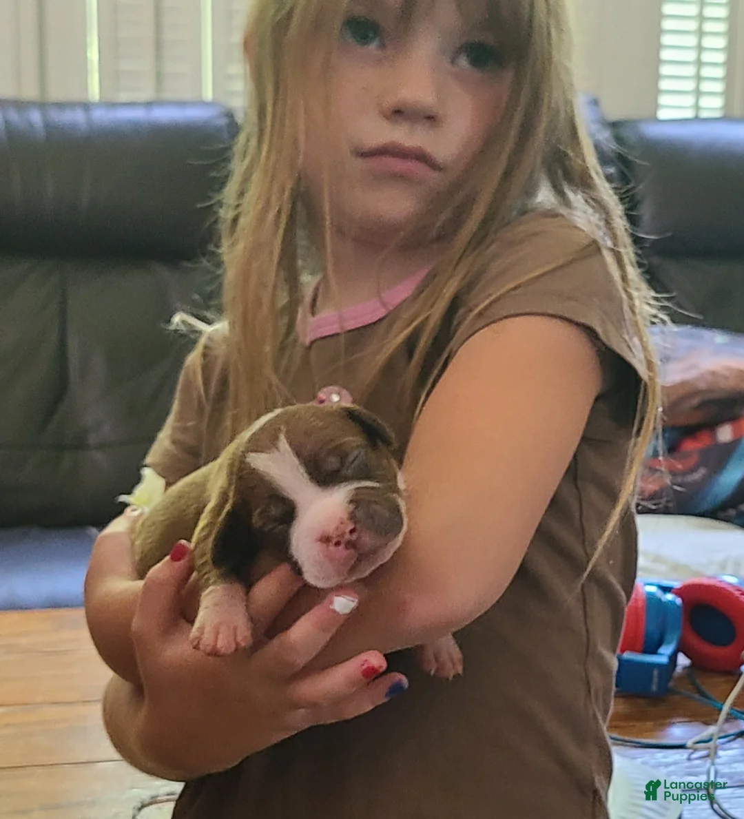 American Bully dogs for sale: Edward - Ad 1