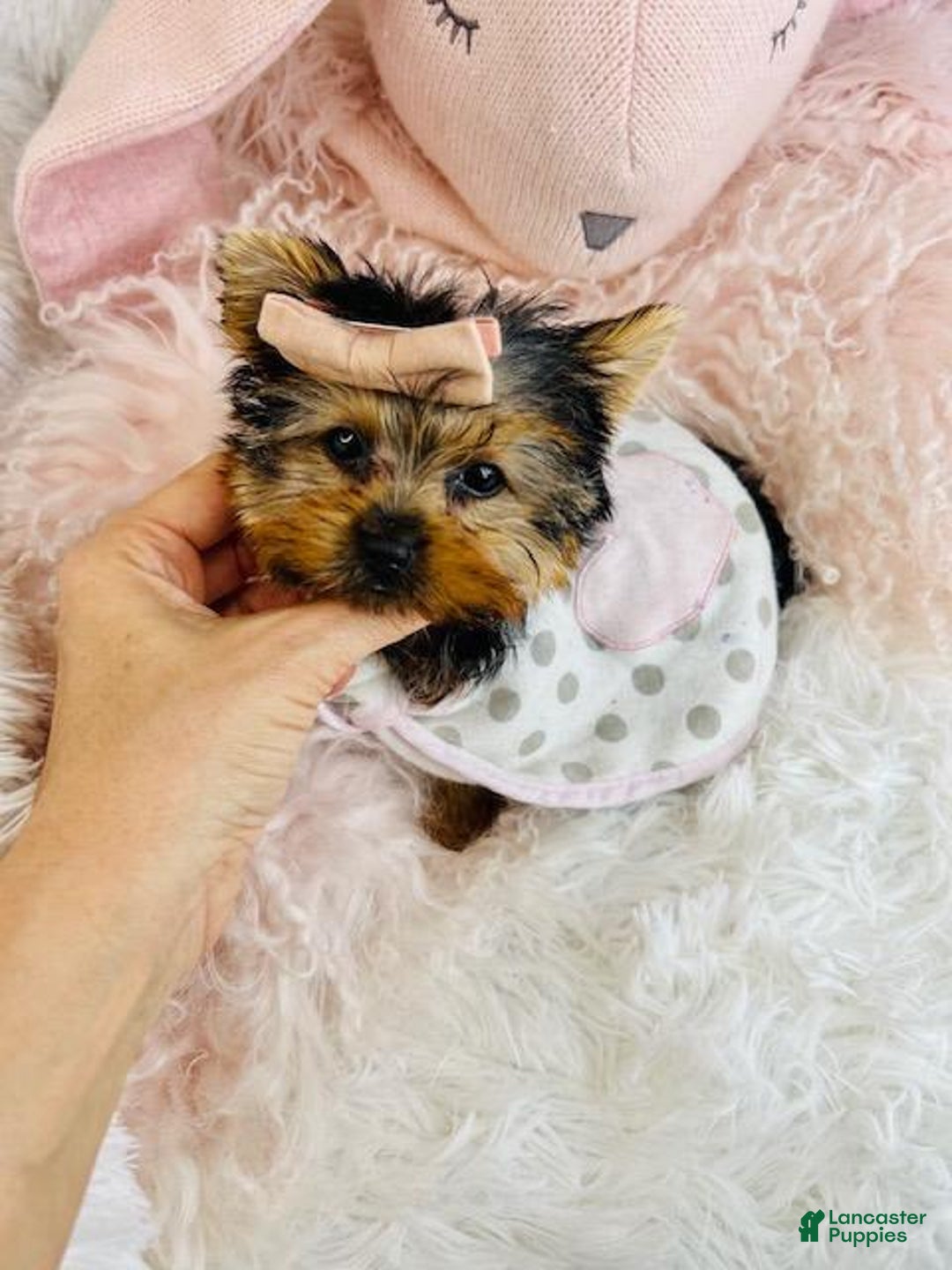 Yorkshire Terrier dogs for sale: Yorkshire Terrier Puppy 1 - Ad 2