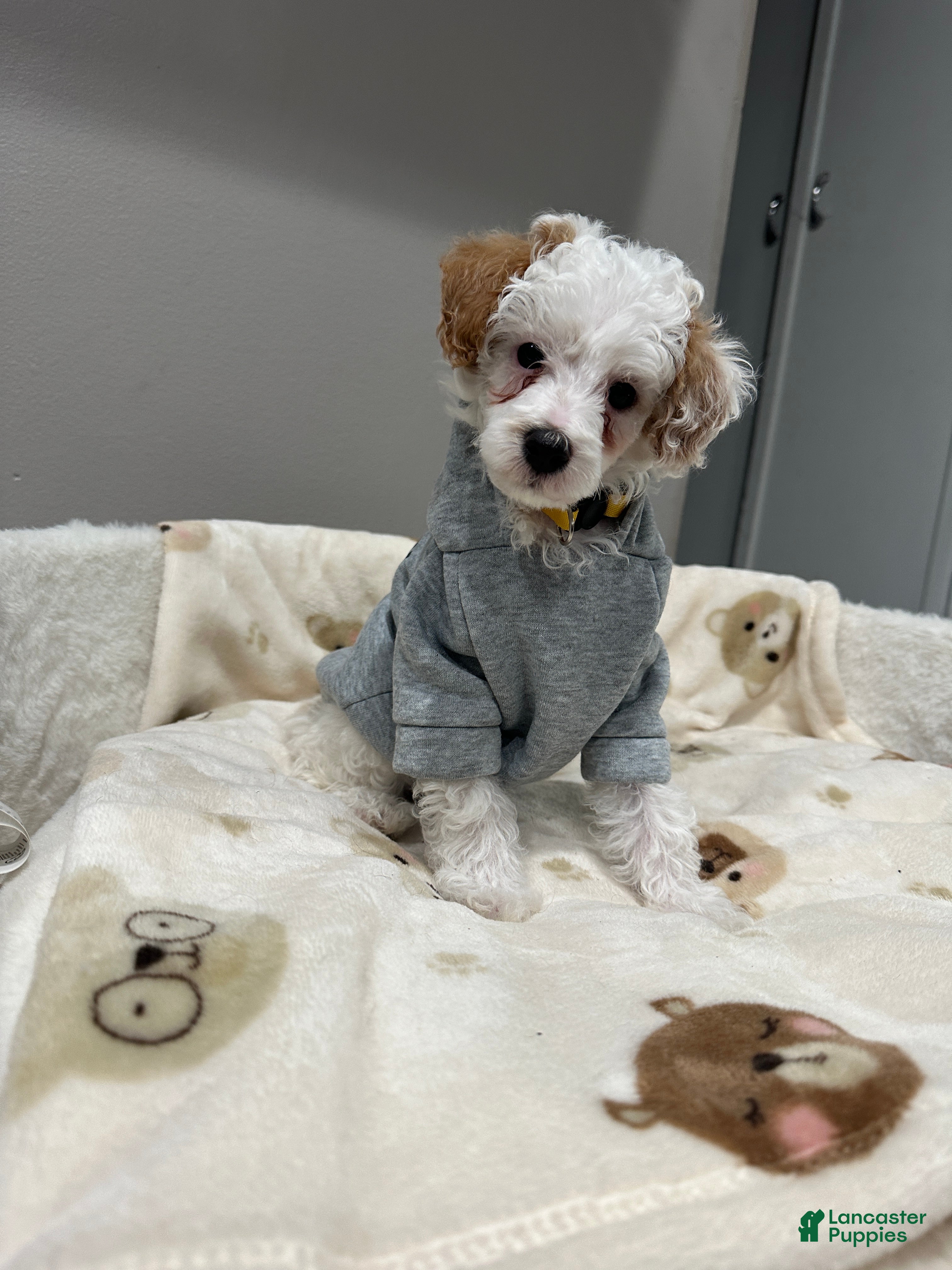 Miniature Poodle dogs Pongo - Ad 26