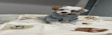 Pongo