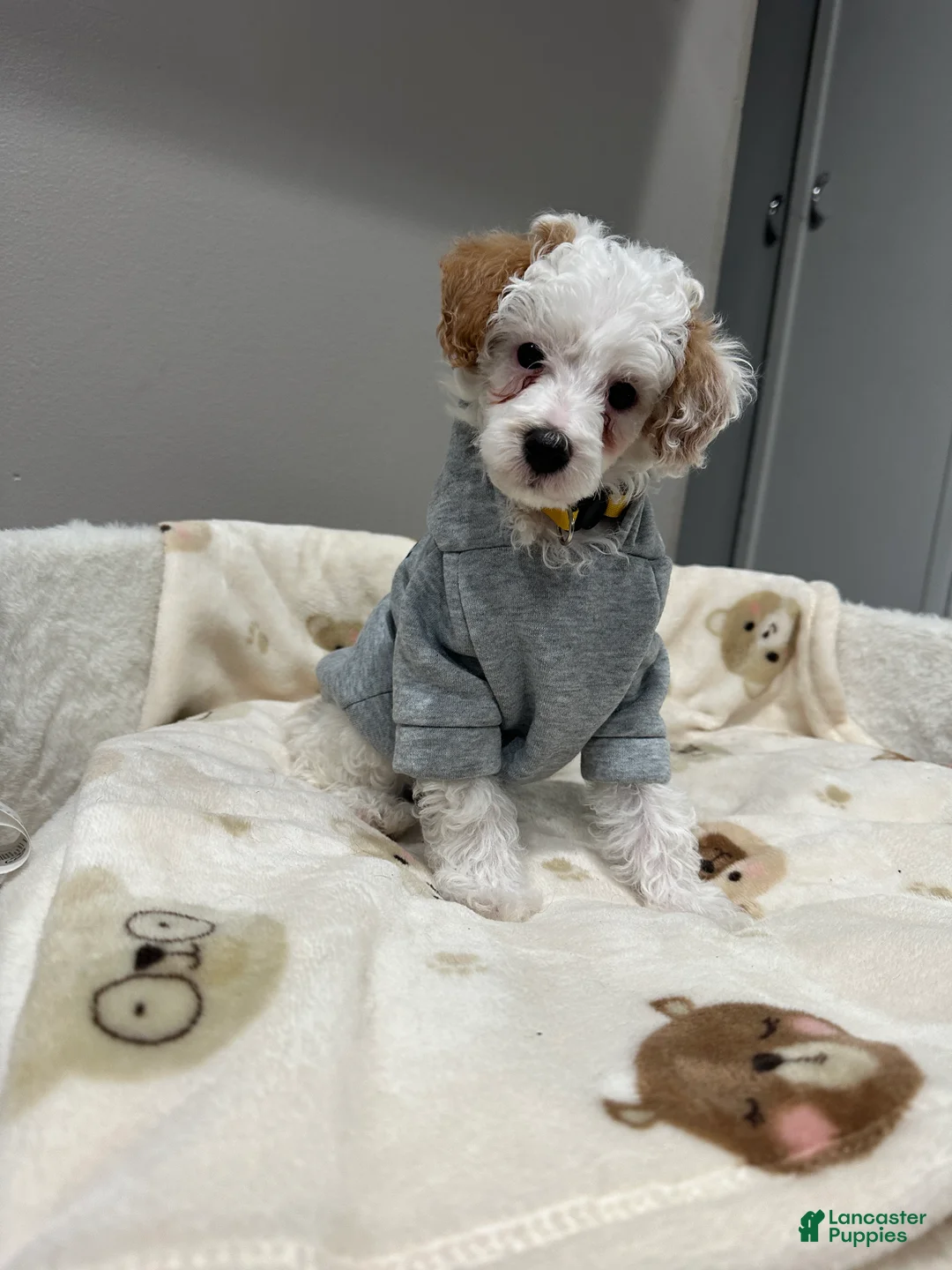 Miniature Poodle dogs for sale: Pongo - Ad 1