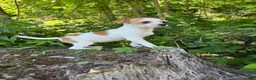 Chihuahua dogs for sale: Jemma  - Ad 4