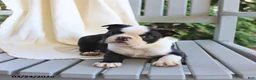 Boston Terrier dogs for sale: Cody - Ad 3