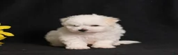 Bichon Frise dogs for sale: Sara - Ad 5