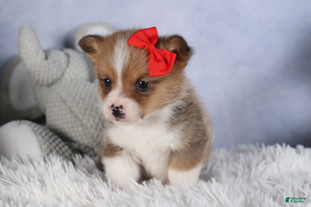 Welsh Corgi Pembroke dogs for sale: RAMBO - Ad 6